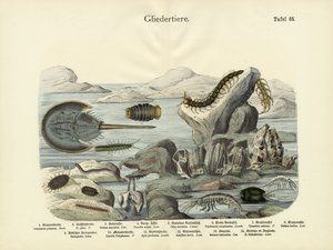 Arthropodes, c.1860